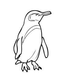 pinguin-6