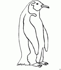 pinguin-7